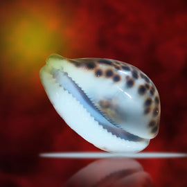 GIRNAR CORAL SHELL- HINDI